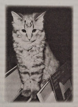 Load image into Gallery viewer, DEWEY'S NINE LIVES - Vicki Myron