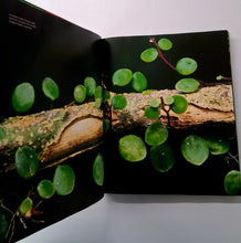 Load image into Gallery viewer, RAINFOREST - Thomas Marent