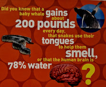 Load image into Gallery viewer, 5,000 AWESOME FACTS - National Geographic Kids